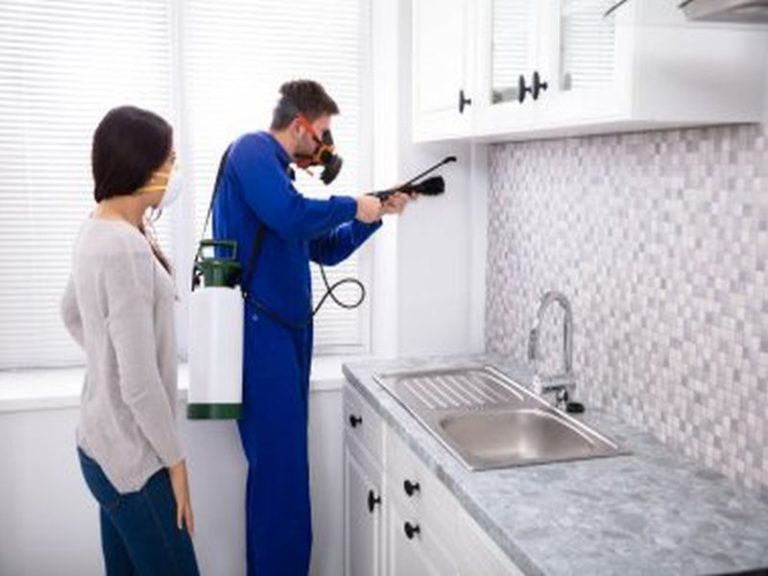 Sydney Pest Control: Identifying and Eliminating Spider Harborages