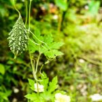 Enchanting Your Outdoor Spaces with Garden Lights